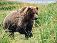 Alaskan brown grizzly bears